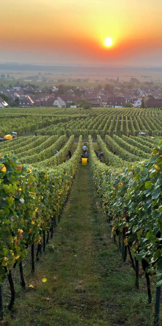Le vignoble du Domaine Humbrecht 1619 au lever du soleil, cépage du Grand Cru Steinert